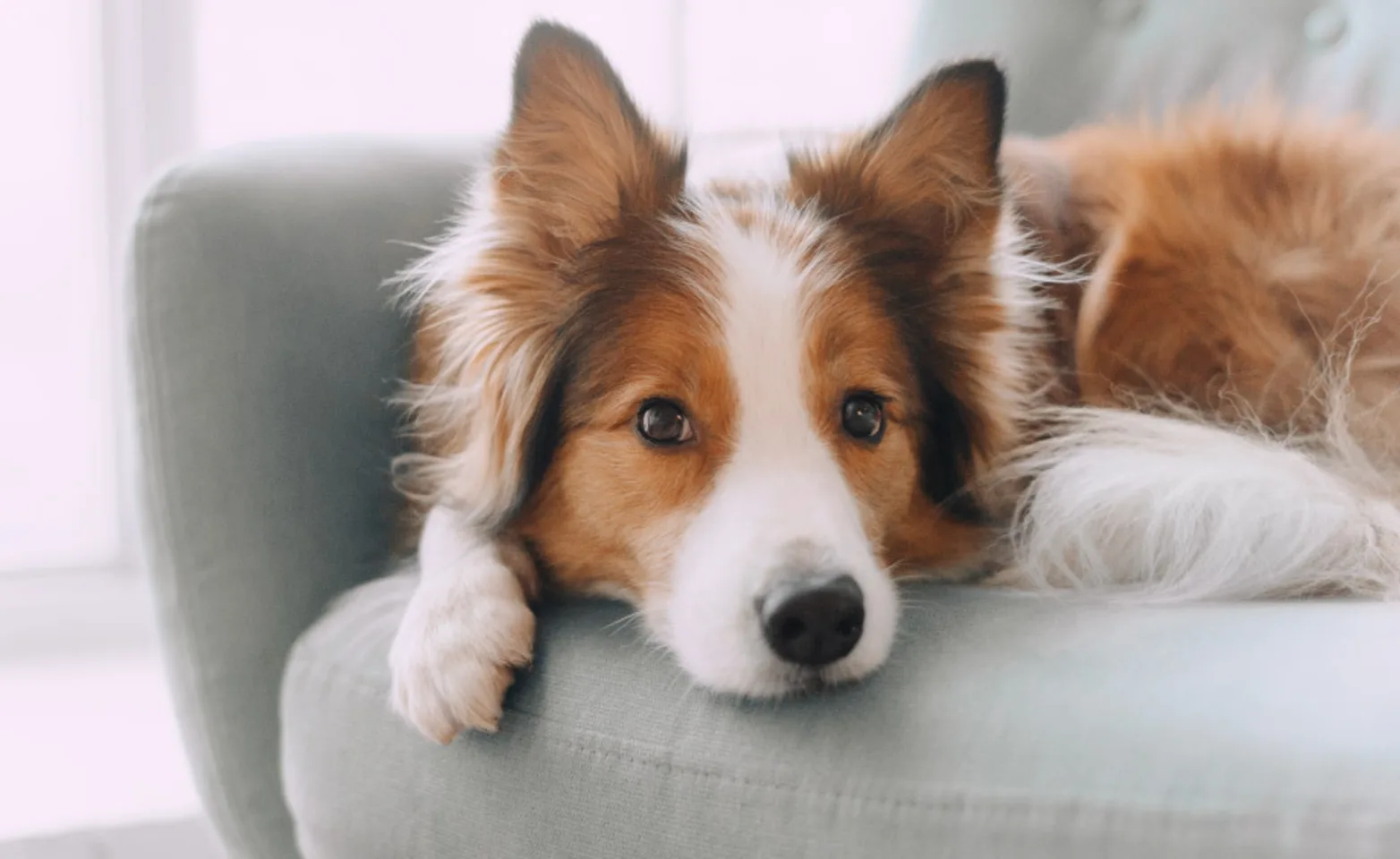 Dog on couch