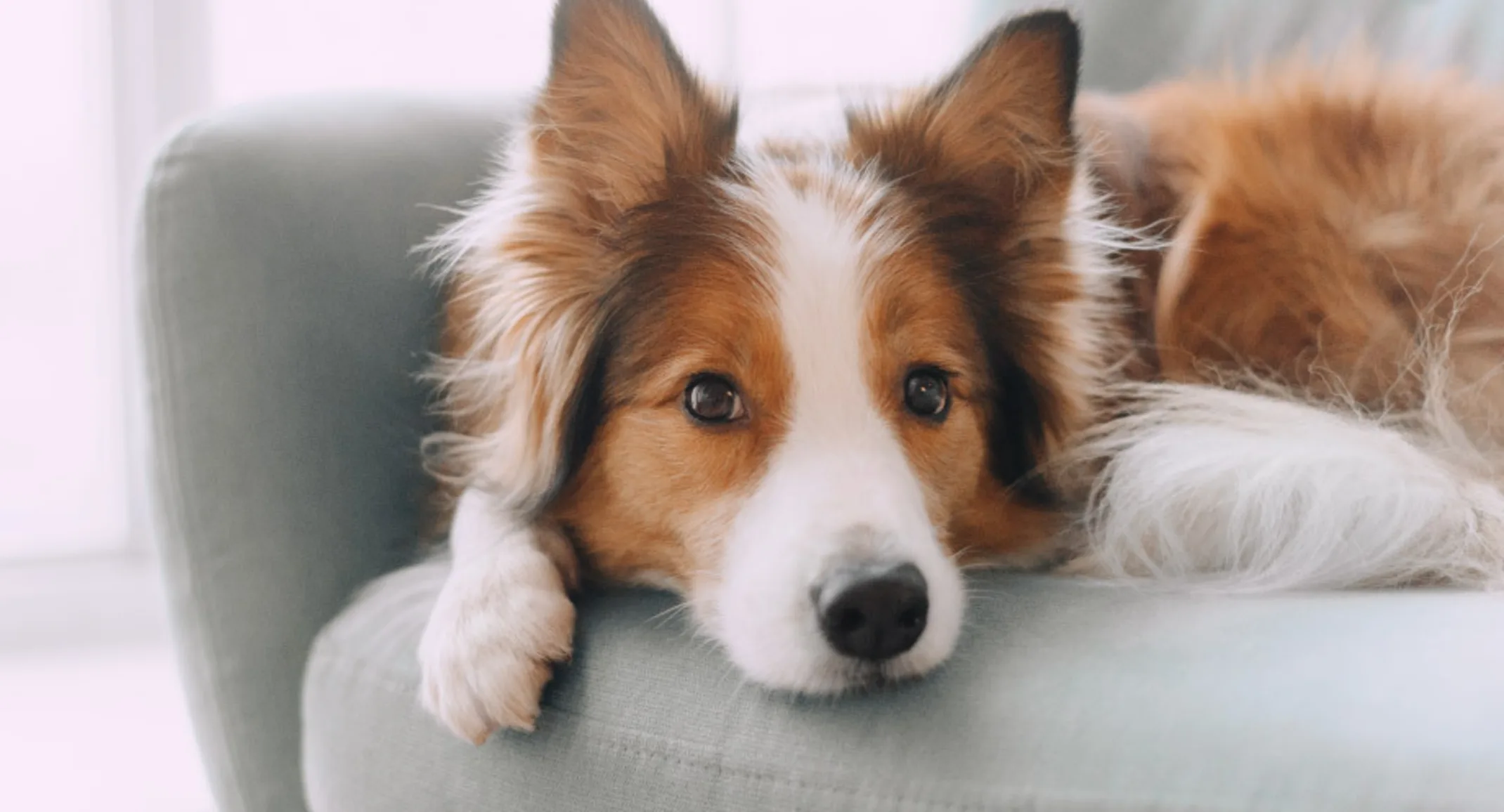 Dog on couch