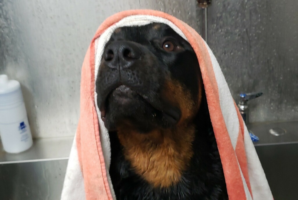 Dog with towel on his head at the Waterville animal Resort