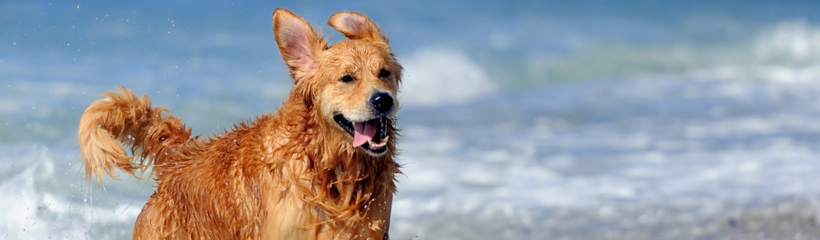 Image of dog with tongue out at beach with text "Veterinary regenerative medicine/ orthobiologics"