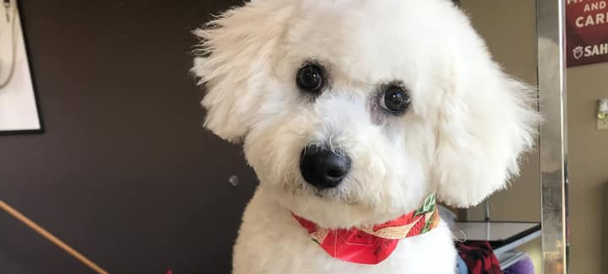 White dog after grooming