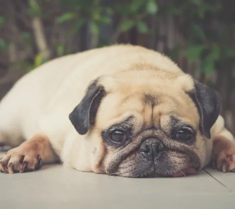 Dog laying down Dog laying down