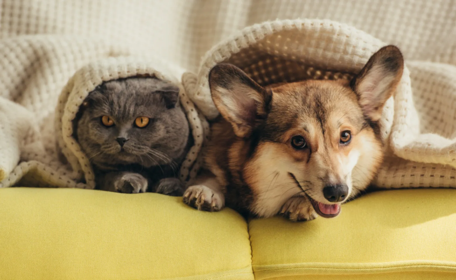 Corgi and grey cat laying under blankets on a yellow couch Corgi and grey cat laying under blankets on a yellow couch