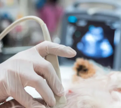 dog receiving ultrasound