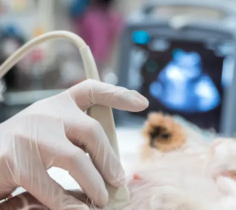 dog receiving ultrasound