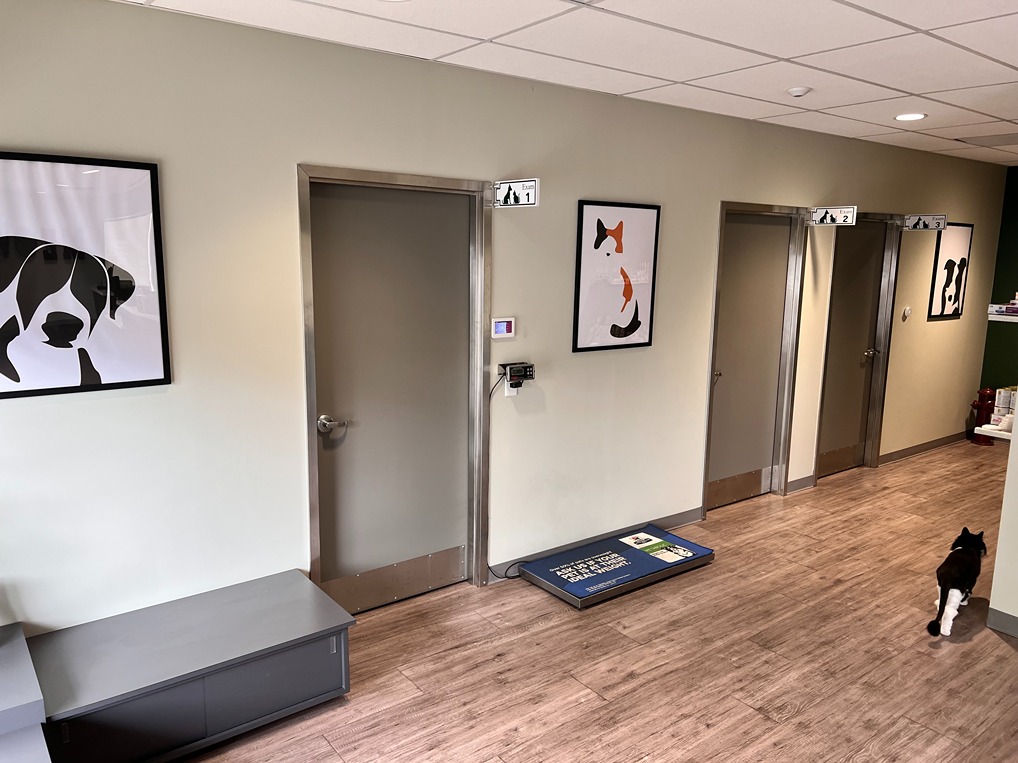 Pleasanton Veterinary Hospital Front Lobby hallway and doors to patient exam rooms
