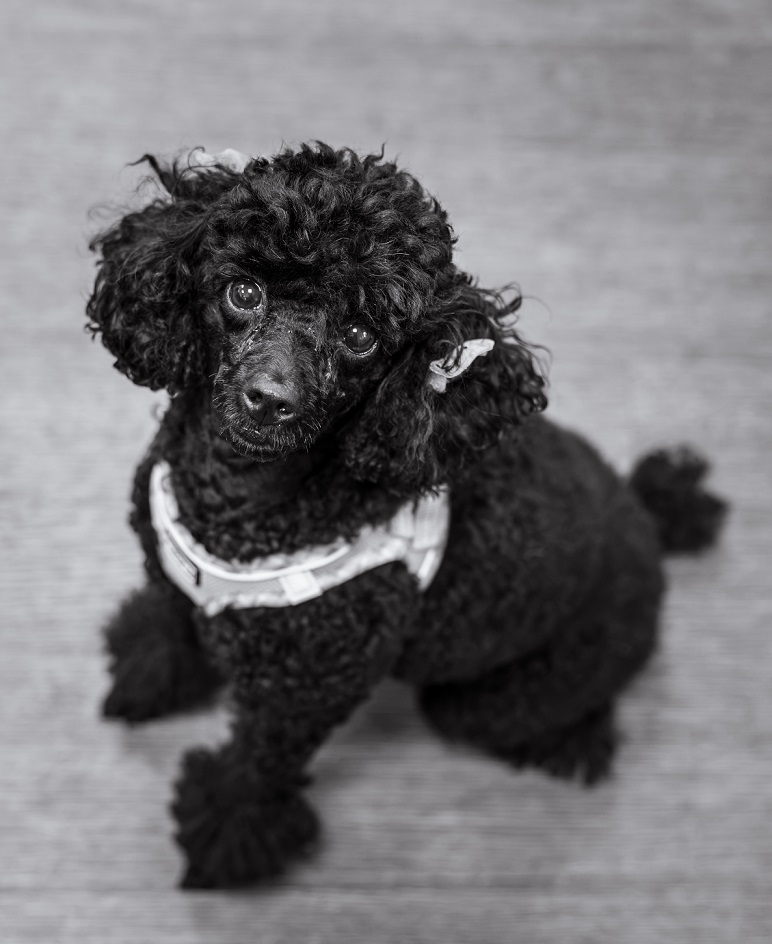 Roman in Black and White