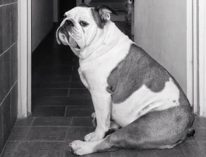A Black & White Photo of a Dog Sitting Down Indoors A Black & White Photo of a Dog Sitting Down Indoors
