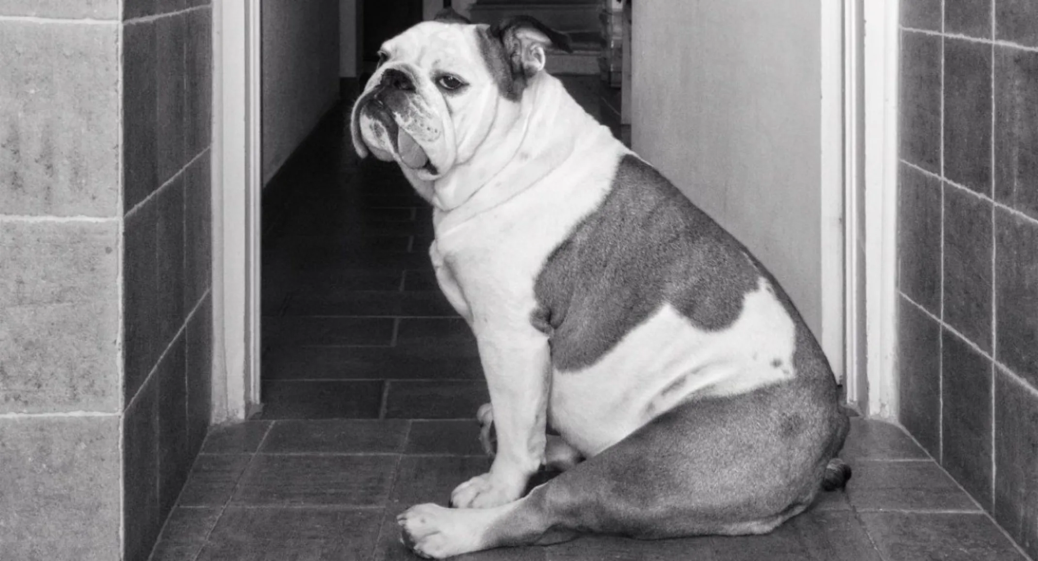 A Black & White Photo of a Dog Sitting Down Indoors A Black & White Photo of a Dog Sitting Down Indoors
