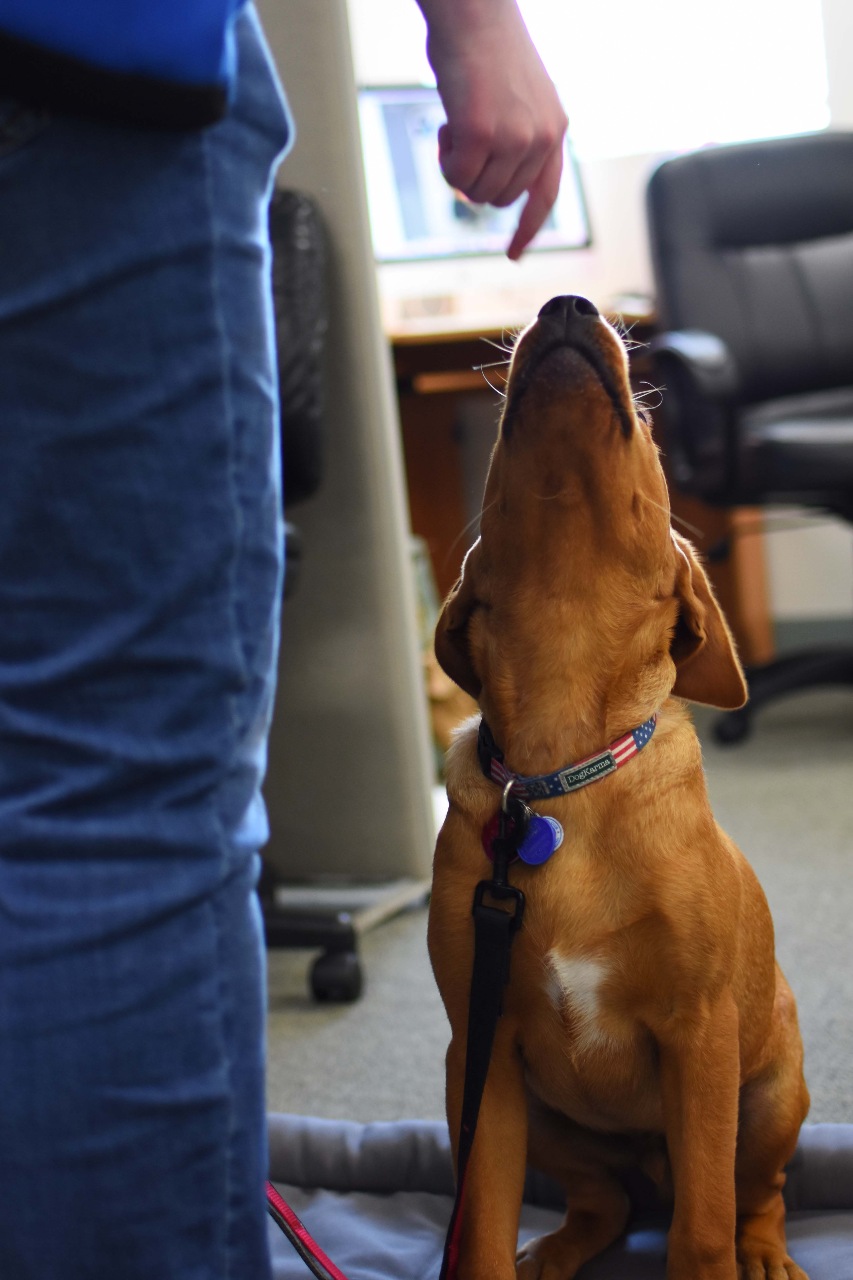 Dog trainer with dog at Animal Medical Center of Hattiesburg.