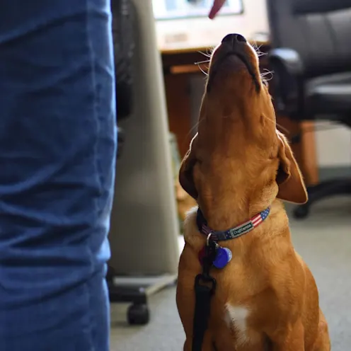 Dog trainer with dog at Animal Medical Center of Hattiesburg. Dog trainer with dog at Animal Medical Center of Hattiesburg.