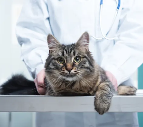 Cat lying on an exam table next to a veterinarian Cat lying on an exam table next to a veterinarian