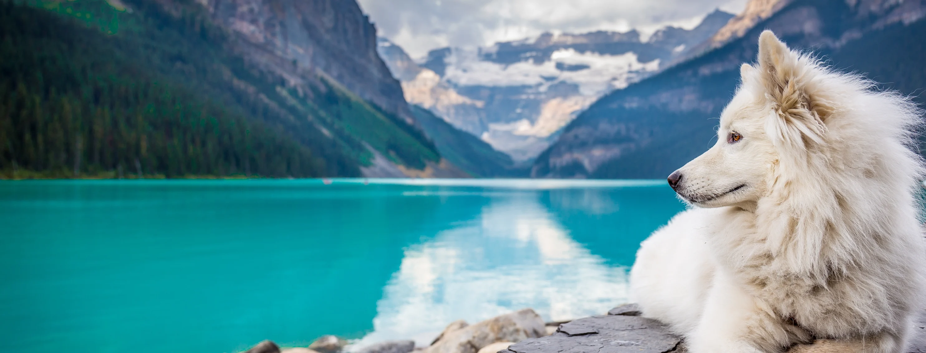 dog laying on cliff near a lake