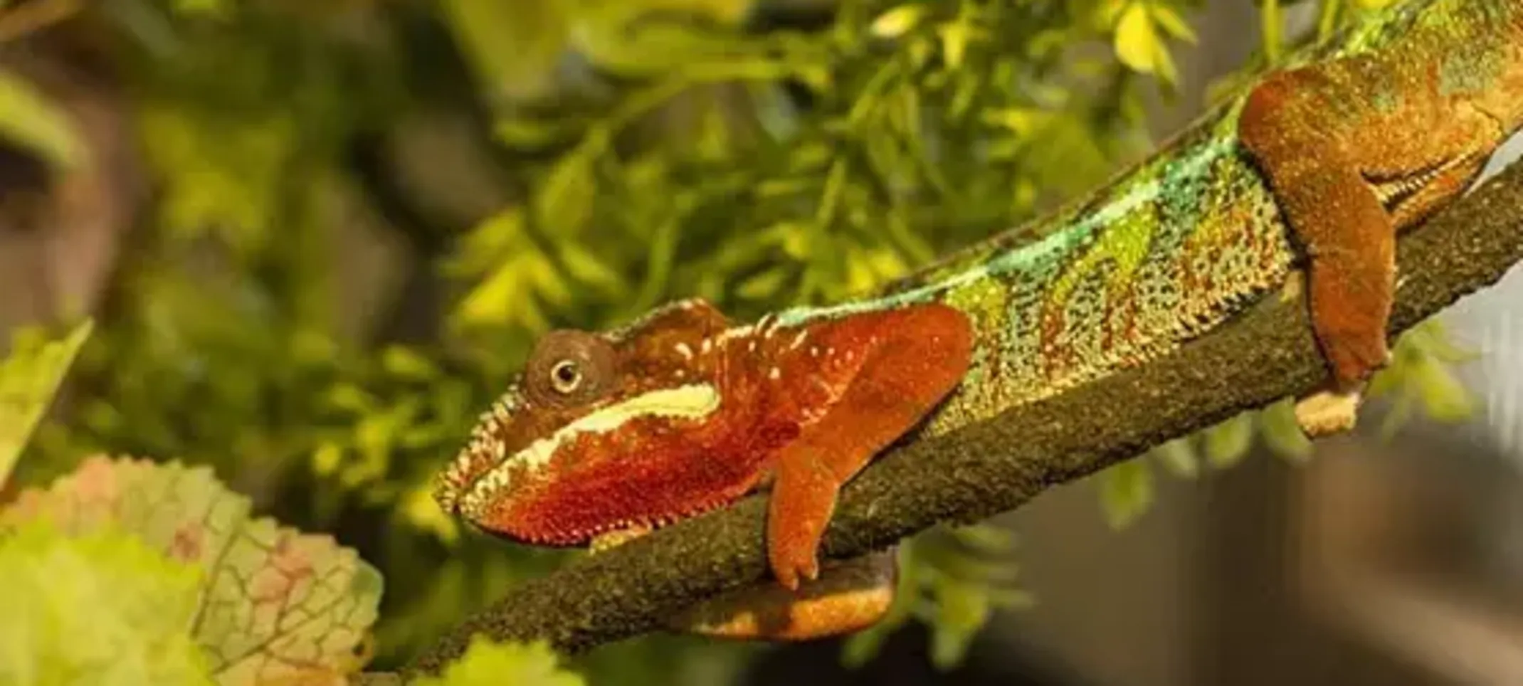 Herman, Panther Chameleon Herman, Panther Chameleon