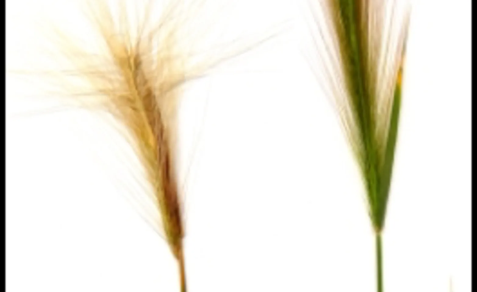 Foxtail Grass Foxtail Grass