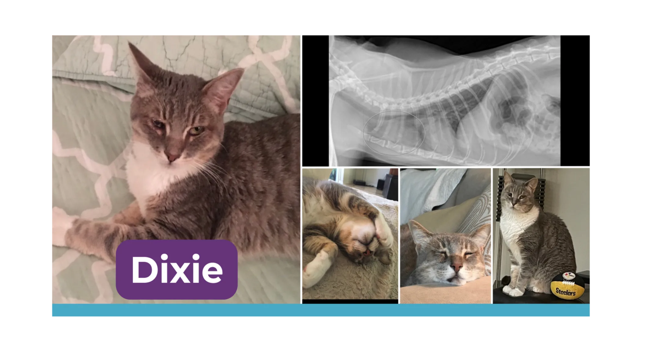 Dixie the cat Dixie the cat