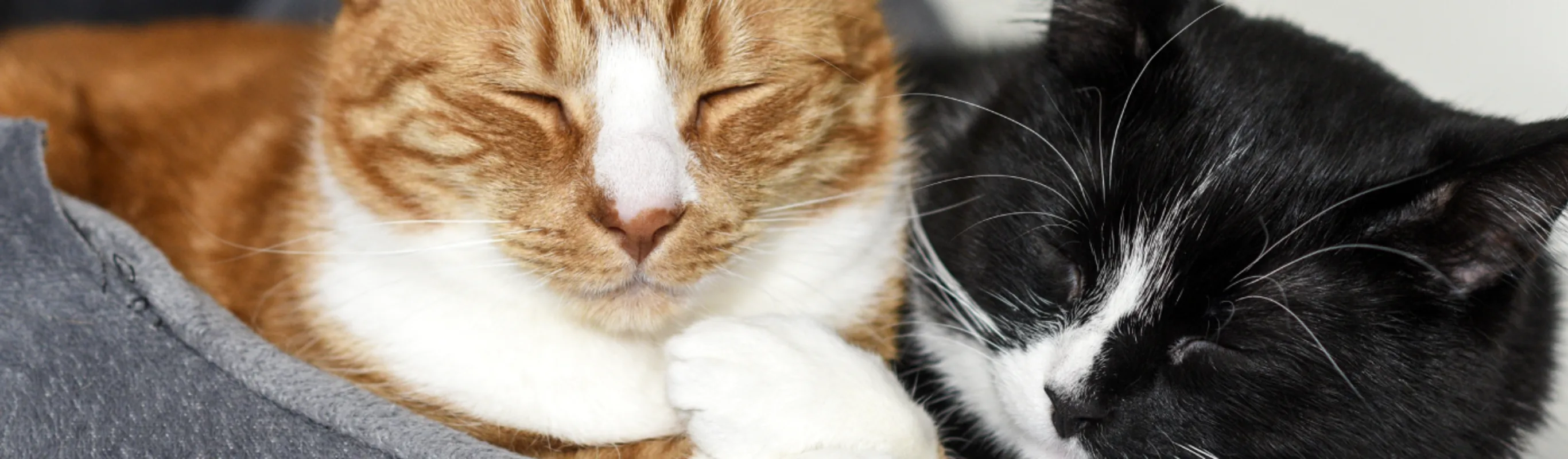 An orange tabby cat and a black and white cat are sleeping next to each other on their cat bed.