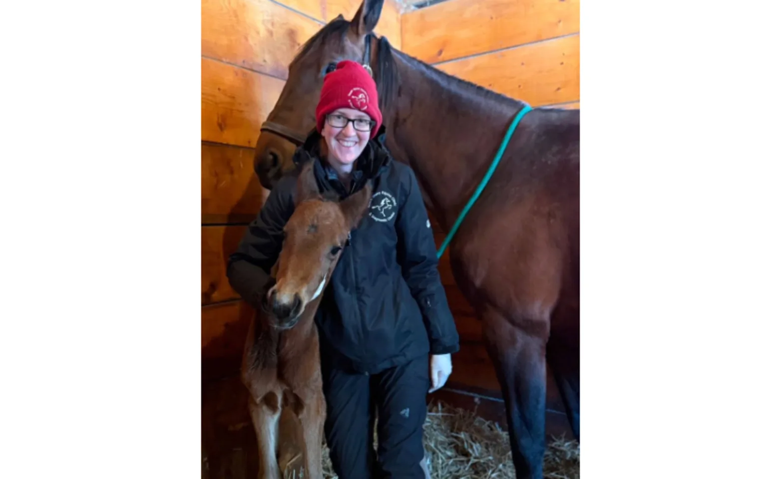 Veterinarian with two brown horses Veterinarian with two brown horses