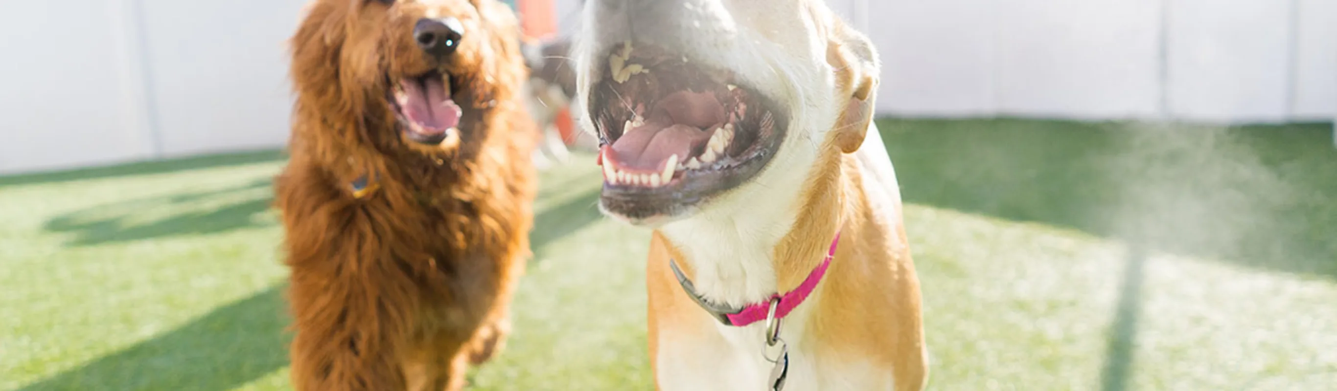 Two dogs interacting in the play yard. Two dogs interacting in the play yard.
