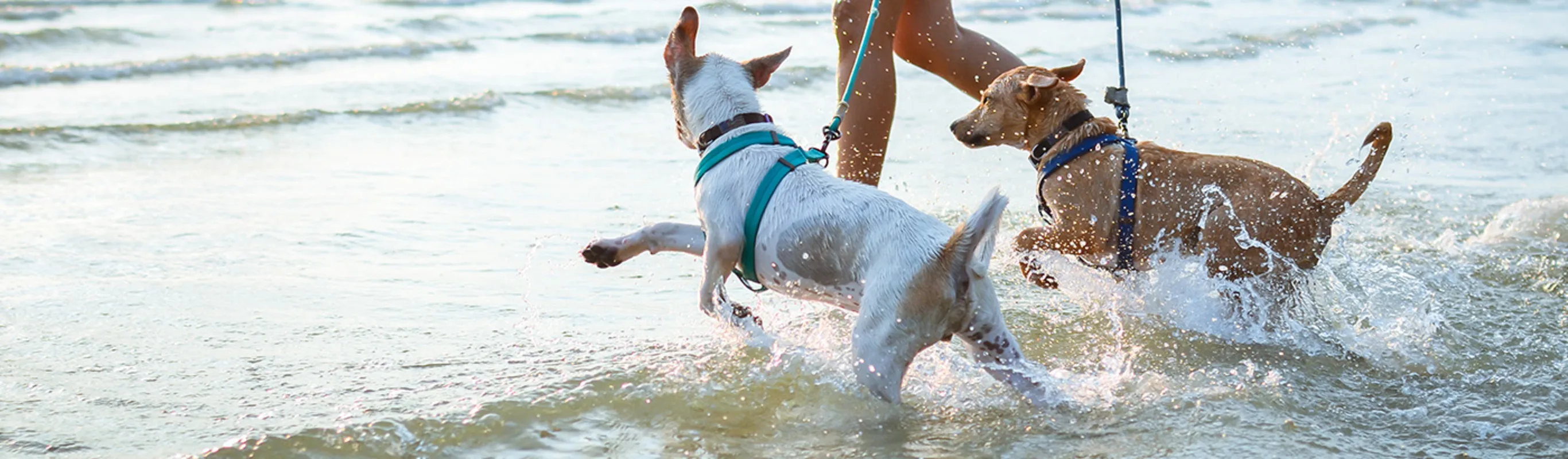 Two small dogs frolicking on a beach shore as they are being walked by their owner Two small dogs frolicking on a beach shore as they are being walked by their owner