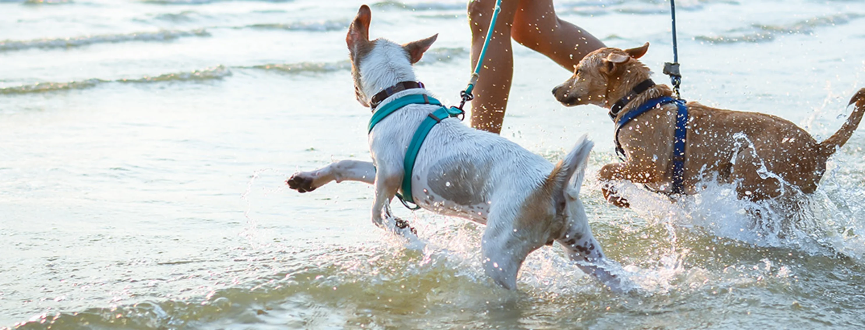 Two small dogs frolicking on a beach shore as they are being walked by their owner Two small dogs frolicking on a beach shore as they are being walked by their owner