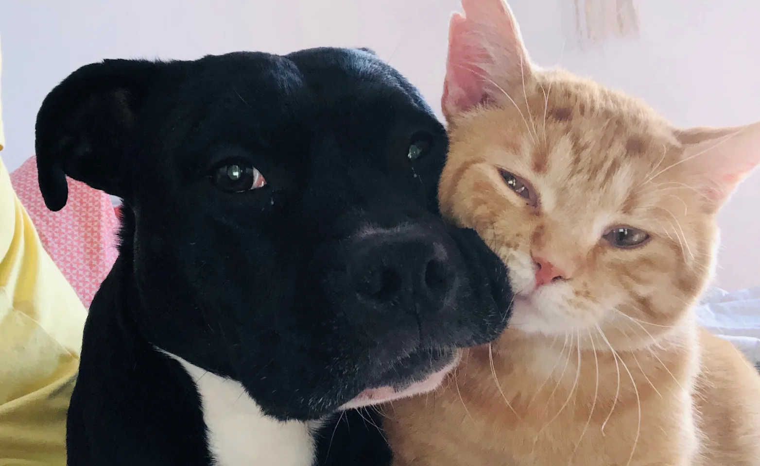 Dog and cat hugging Dog and cat hugging