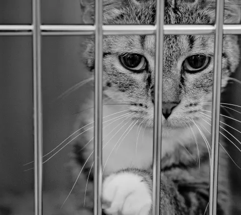 Black and white photo of a cat in a crate
