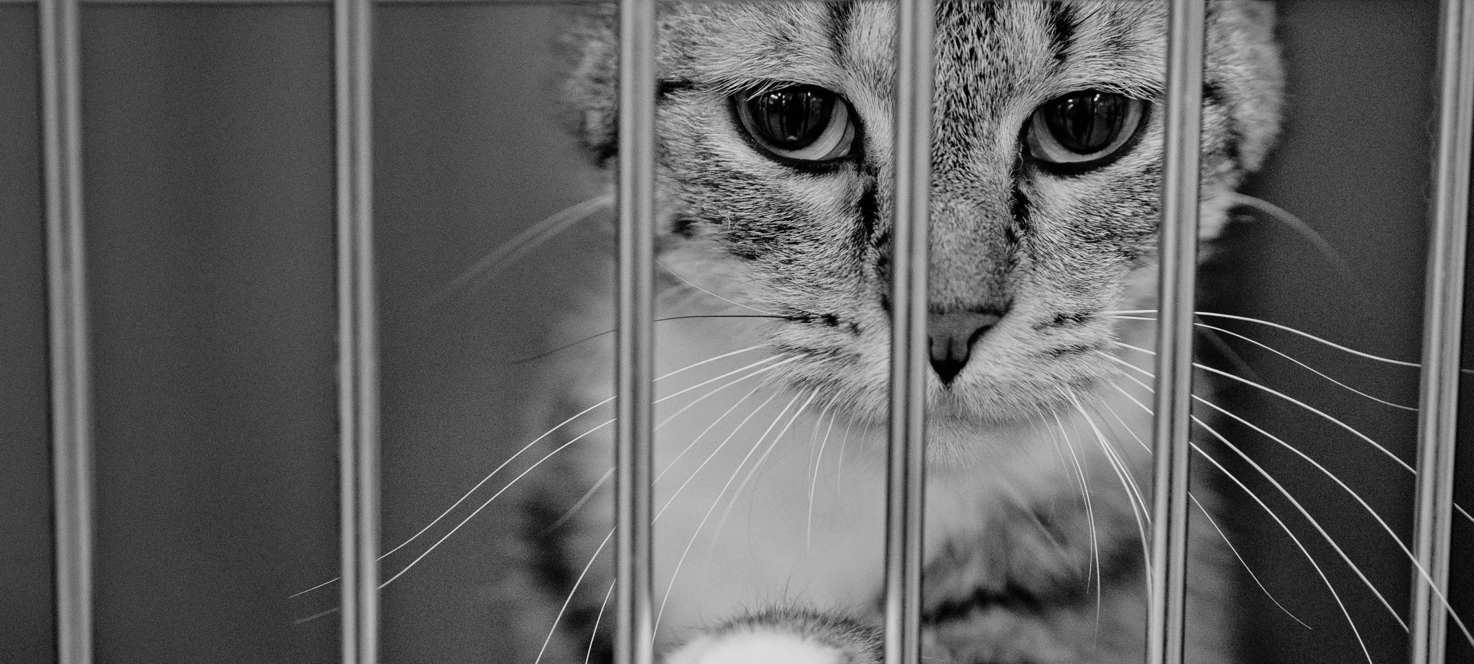 Black and white photo of a cat in a crate