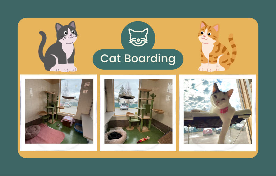 Cat Boarding at Beattie Pet Hospital - Brantford