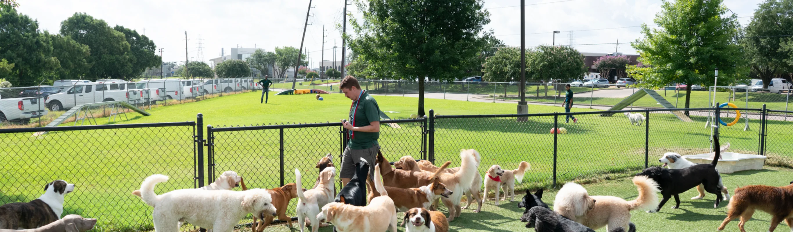 Staff playing with dogs at Rover Oaks Pet Resort Staff playing with dogs at Rover Oaks Pet Resort