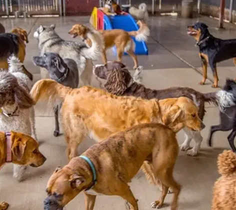 Lots of big, happy dogs. Lots of big, happy dogs.