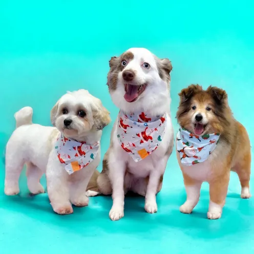Three groomed dogs wearing Santa bandanas. Three groomed dogs wearing Santa bandanas.