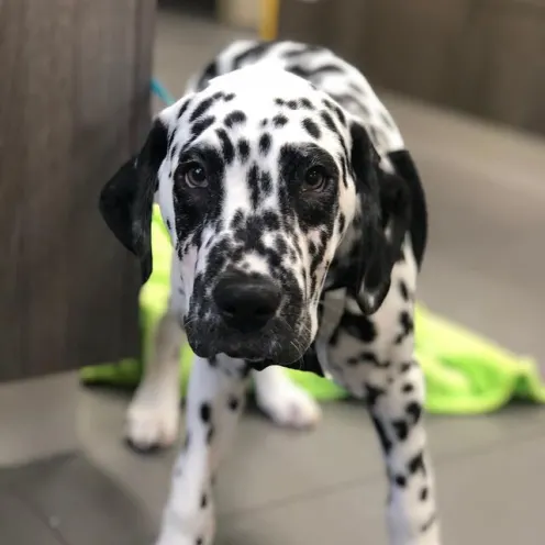 Black and White Spotted Dog at Mississauga Animal Hospital