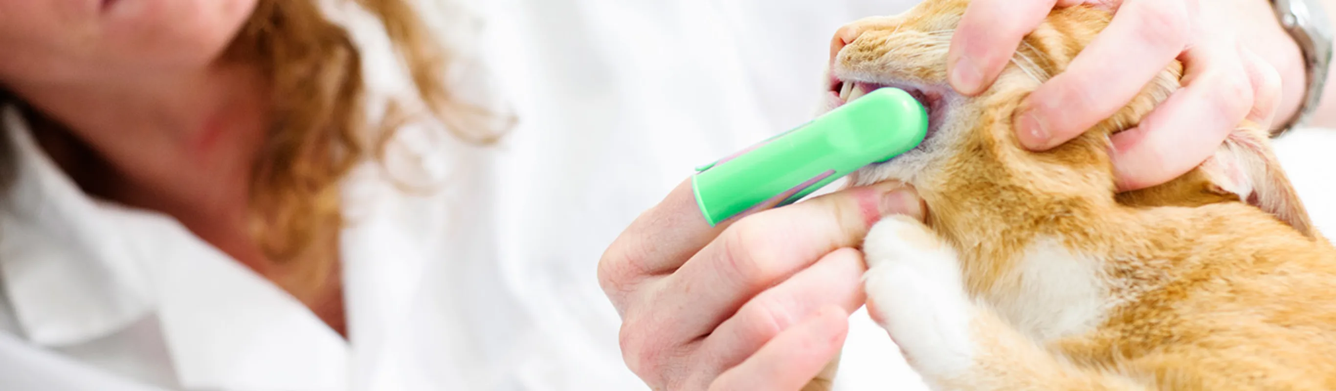 Orange cat getting its teeth brushed Orange cat getting its teeth brushed