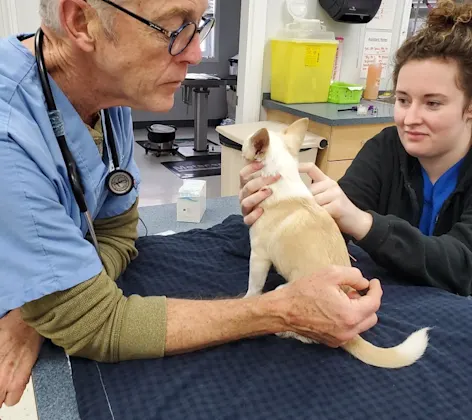 Staff members examining a small dog Staff members examining a small dog