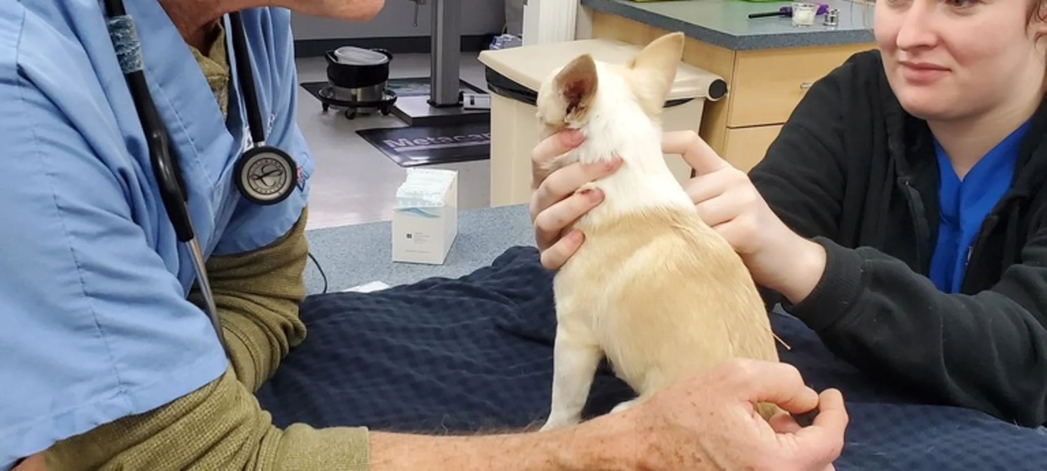 Staff members examining a small dog Staff members examining a small dog