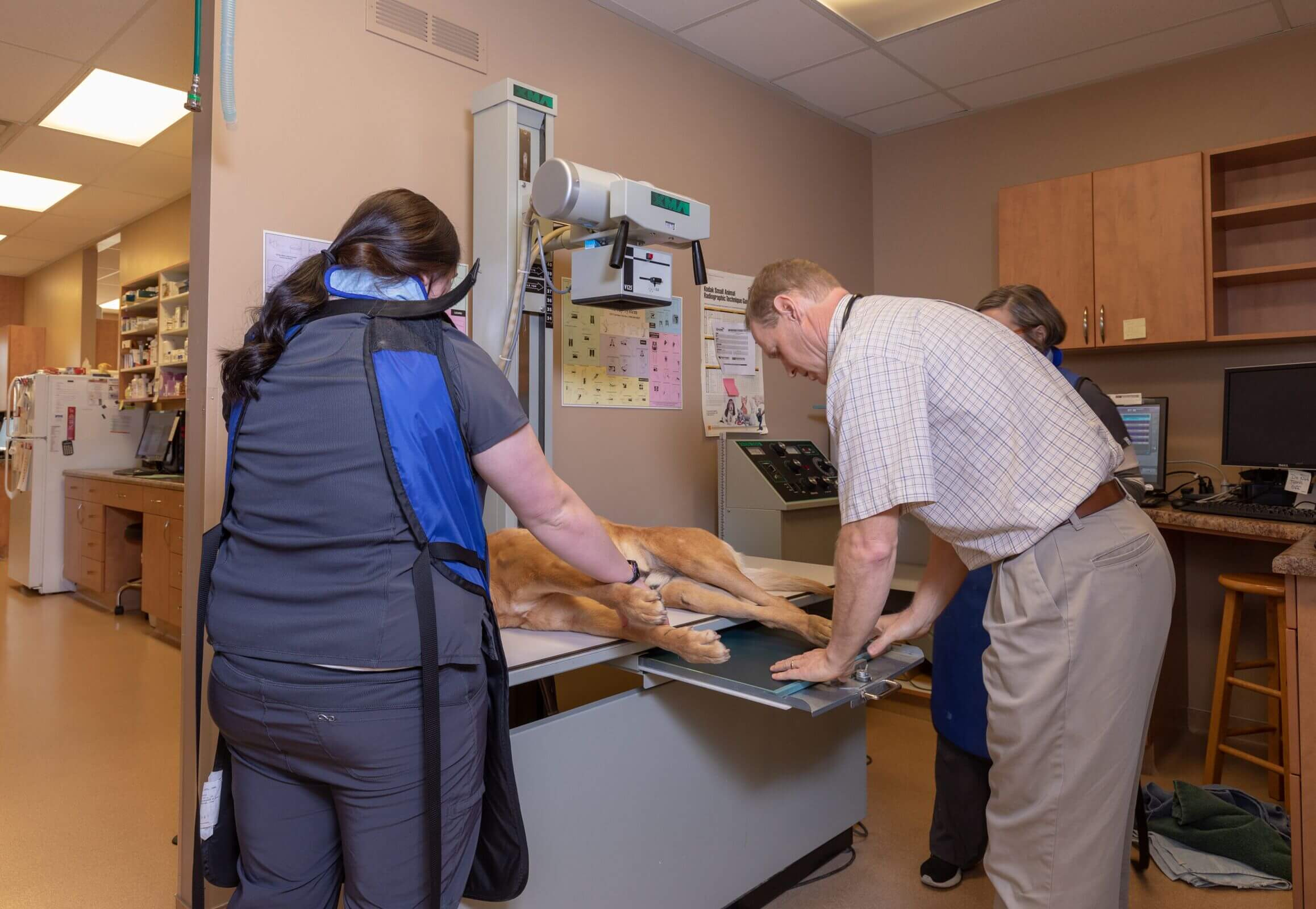 Digital radiograph being performed on a dog at Red Hills Animal Hospital