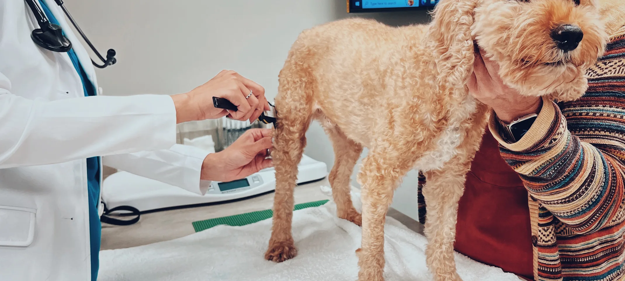 Image of a small dog being examined by two veterinarians. Image of a small dog being examined by two veterinarians.