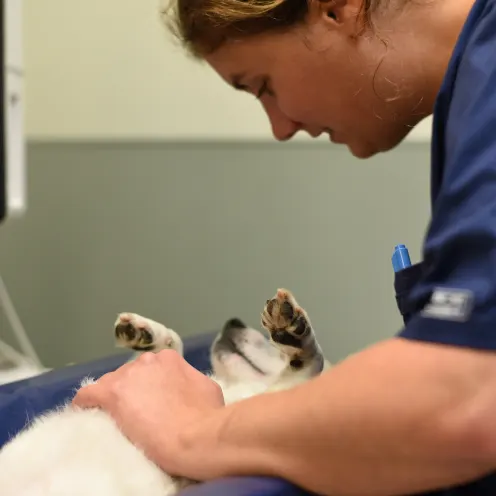 Dog receiving expert care at Mundelein Animal Hospital
