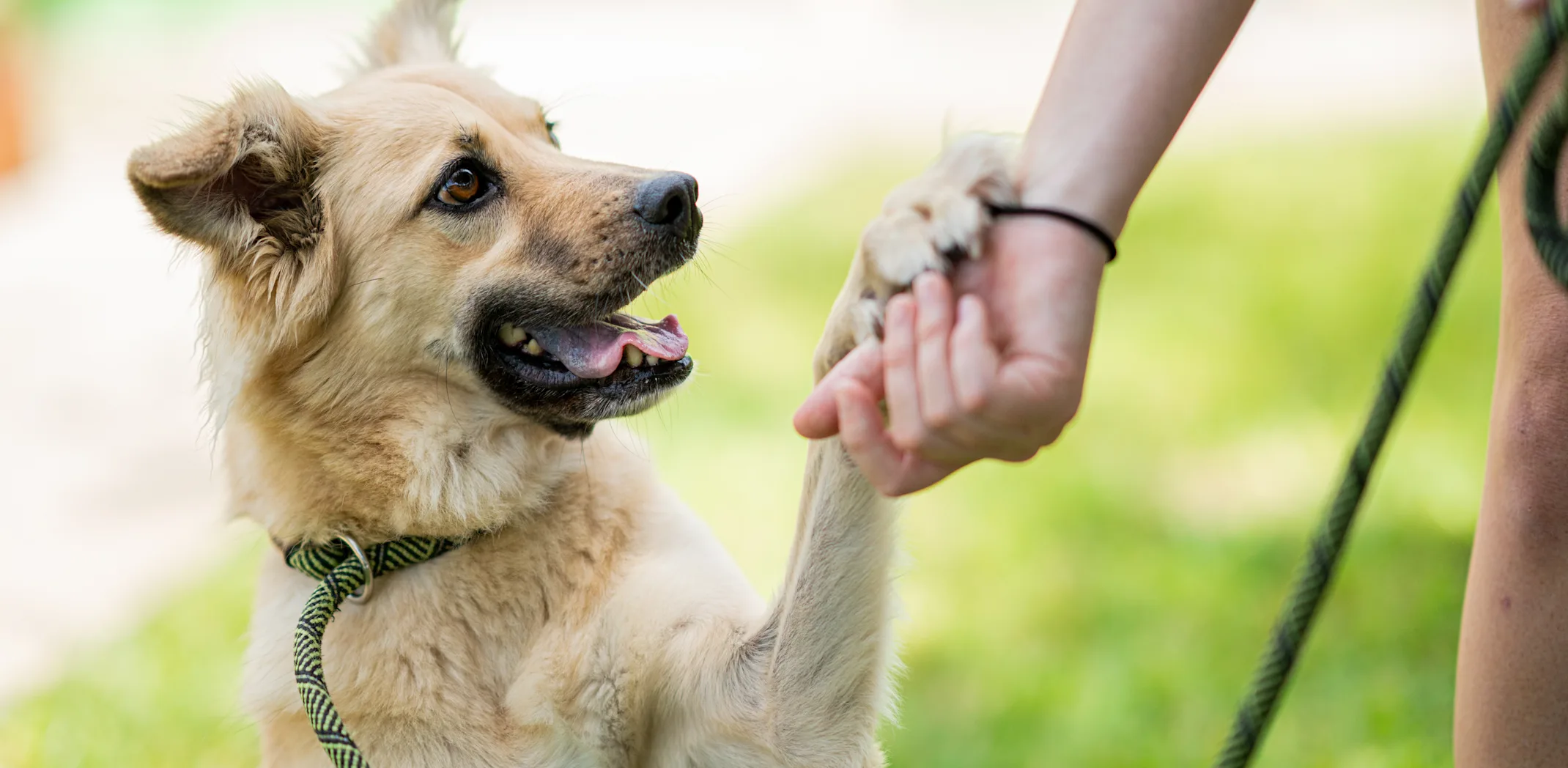 Advantage Pet Center Training