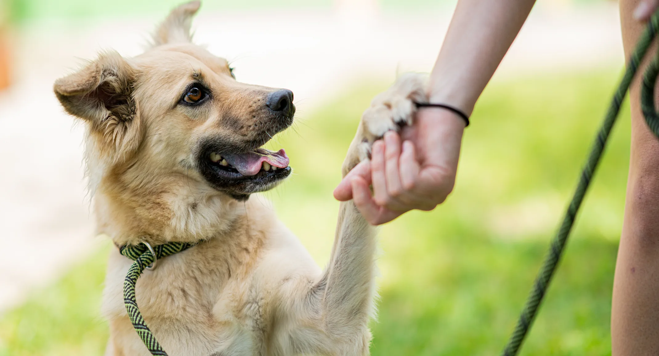 Advantage Pet Center Training