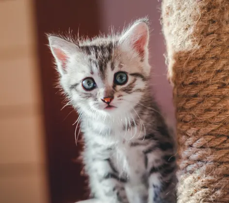 Gray Tabby Kitten is hanging out on their cat tower looking at the camera.