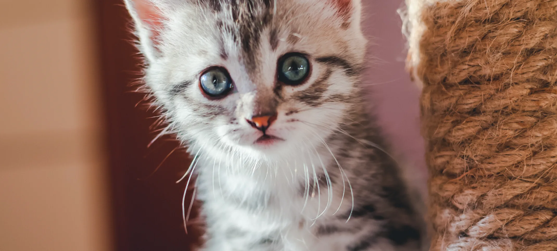 Gray Tabby Kitten is hanging out on their cat tower looking at the camera.