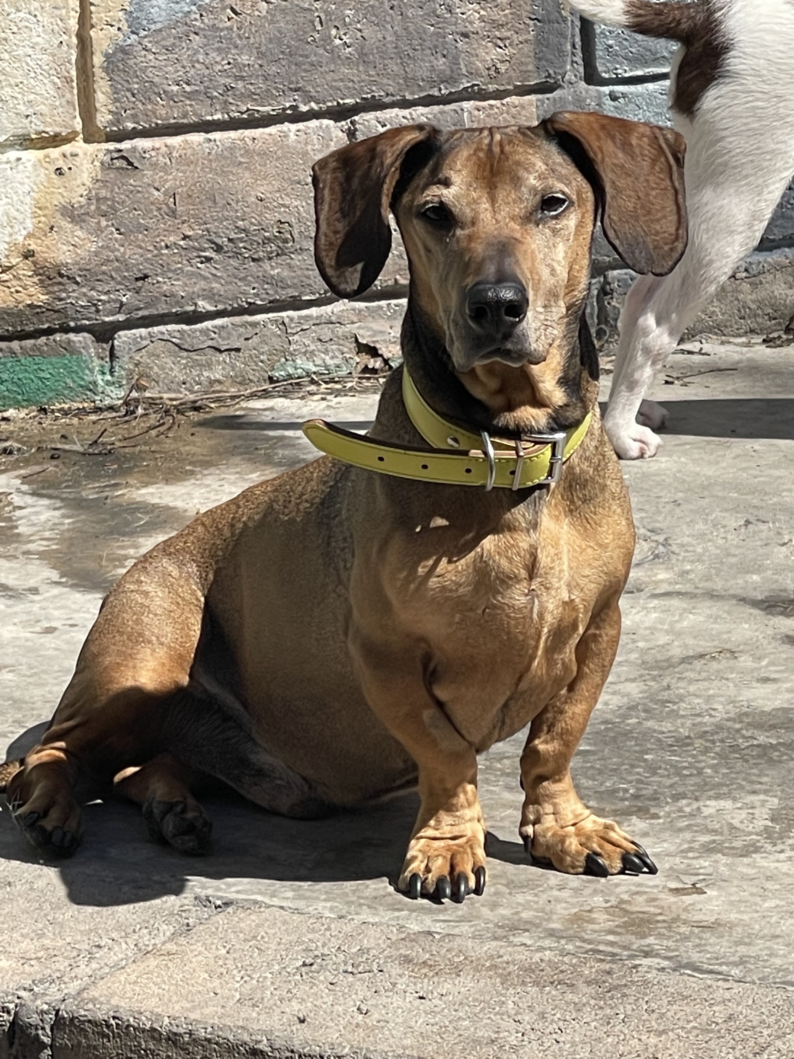 A dog sitting outside