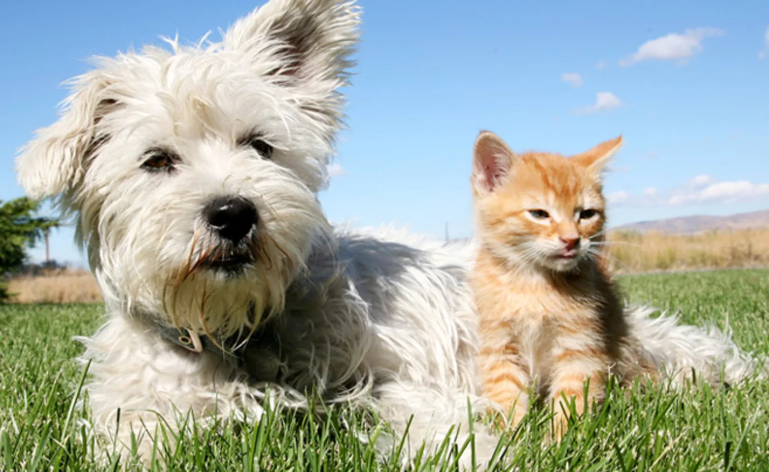 Dog and Cat sitting in meadow Dog and Cat sitting in meadow
