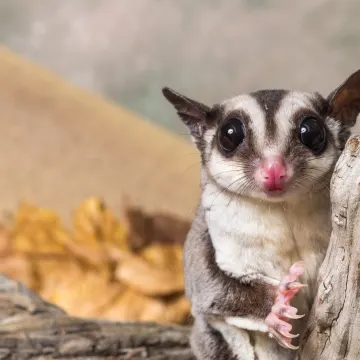 Sugar Glider out in the desert. 