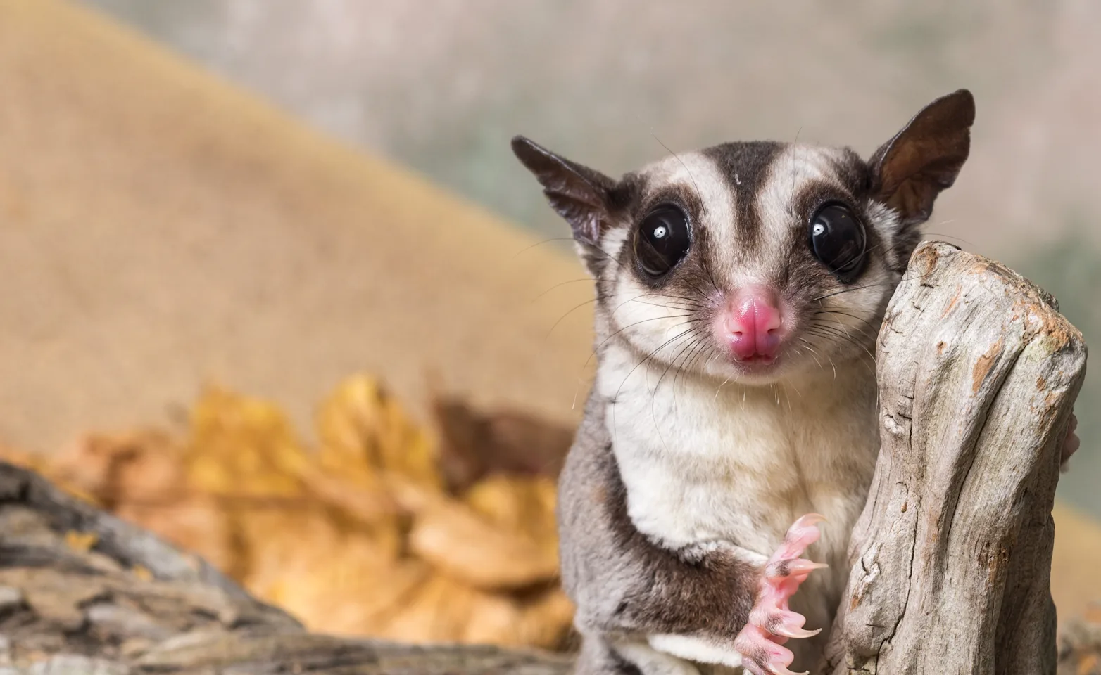 Sugar Glider out in the desert. 