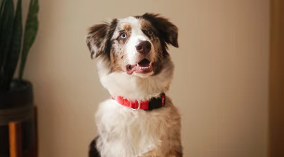 Dog looking off into the distance.