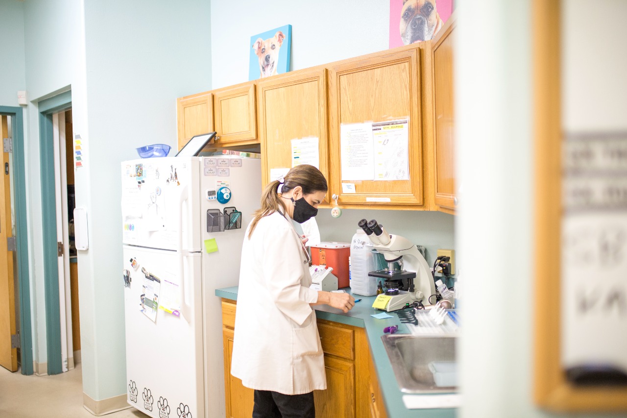 Dr. Basso at University Animal Hospital Orlando looking at slides.