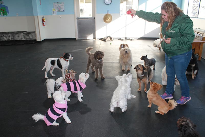 A group of all different kinds of dogs focused on a staff member with a toy